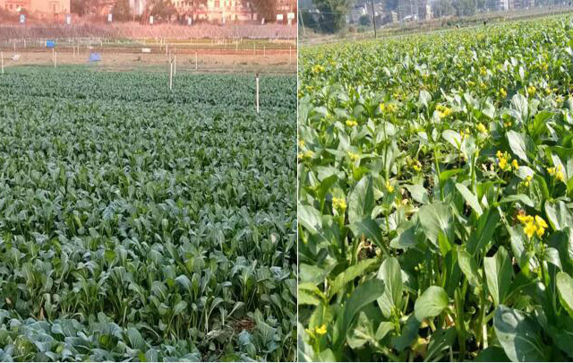 擁有(yǒu) 100畝的油菜種植基地