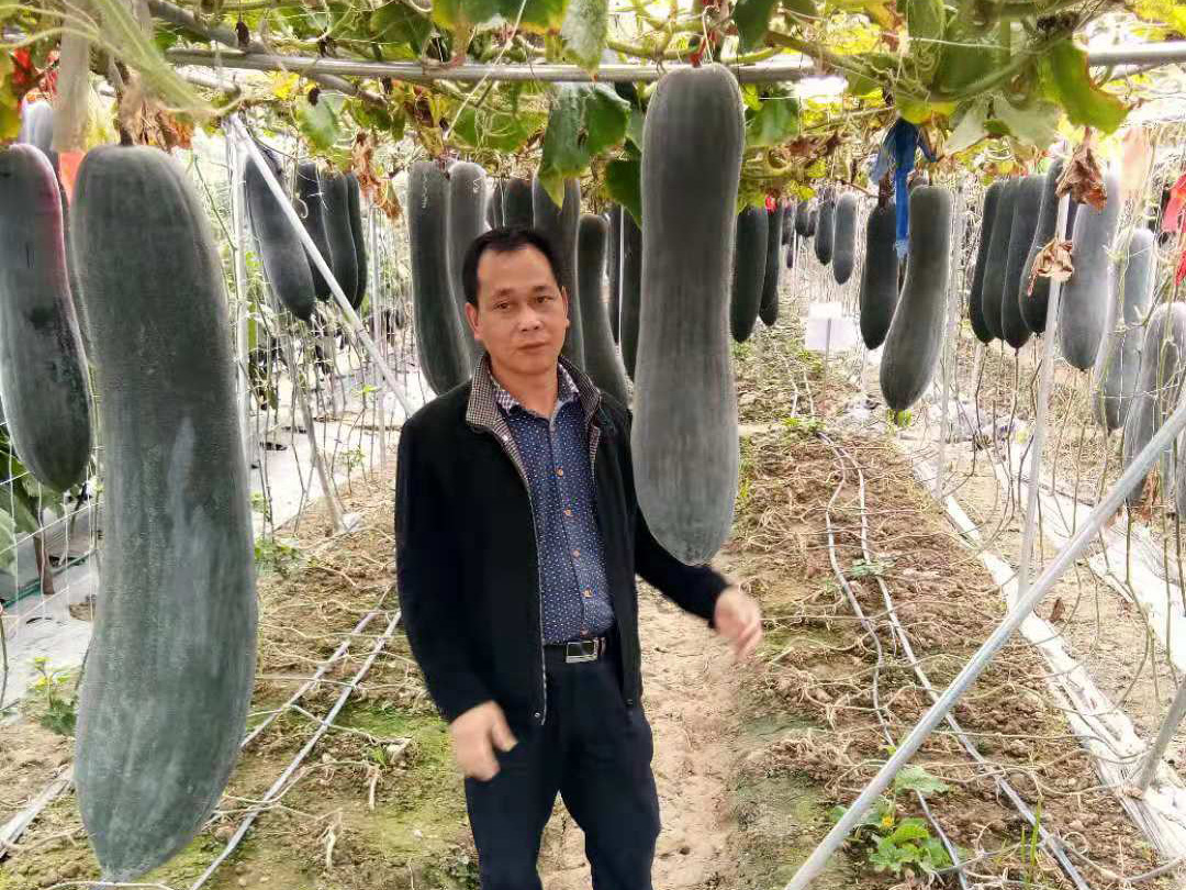 擁有(yǒu) 30畝的冬瓜種植基地
