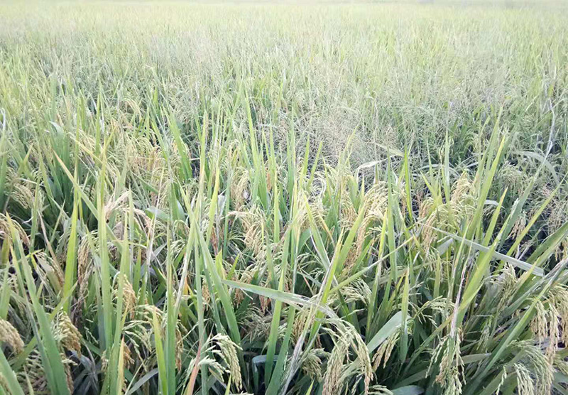 擁有(yǒu)200畝的水稻種植基地