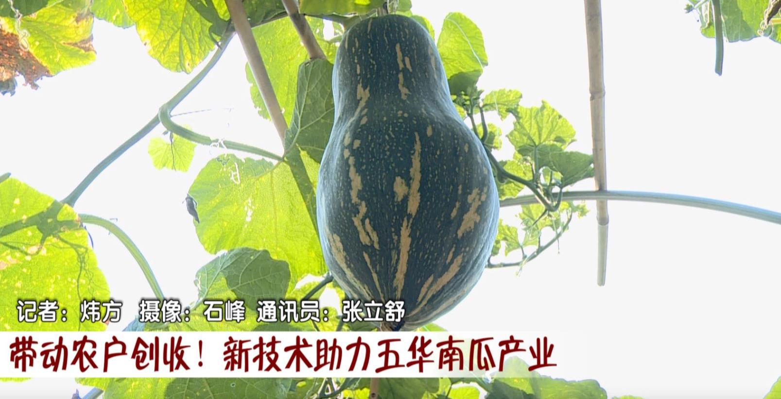 帶動農戶創收！新(xīn)技(jì )術助力五華南瓜産(chǎn)業